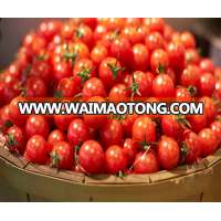 Korean Fresh Cherry Tomato